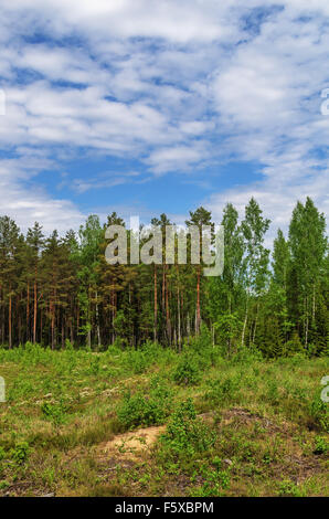 Glade Spring dans le bois. Un domaine où les arbres ont été abattus. Banque D'Images