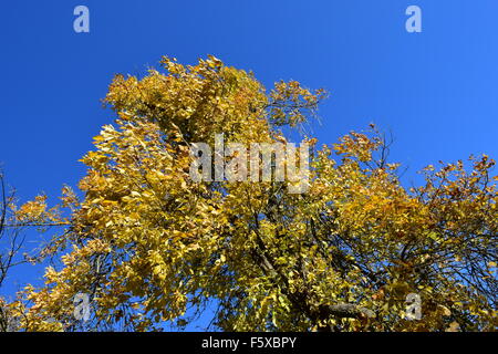 Fraxinus excelsior avec les feuilles jaunies. Paysage d'automne. Banque D'Images