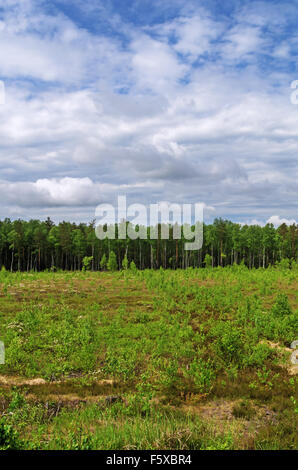 Glade Spring dans le bois. Un domaine où les arbres ont été abattus. Banque D'Images