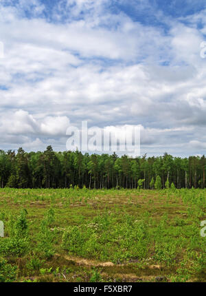 Glade Spring dans le bois. Un domaine où les arbres ont été abattus. Banque D'Images