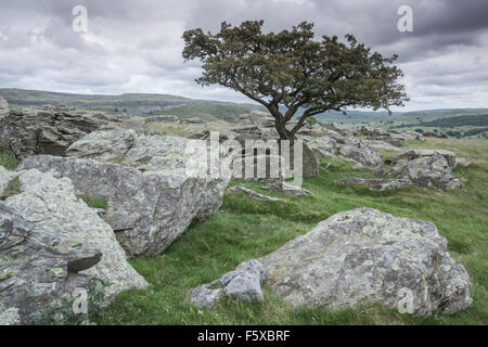 Un retard de croissance de l'arbre d'aubépine par du calcaire à Norber Brow, Austwick, Craven Yorkshire Dales, District, North Yorkshire, UK Banque D'Images