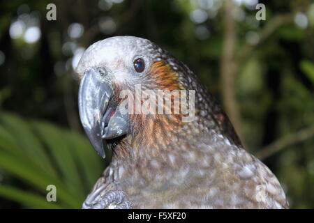 La NOUVELLE ZELANDE Kaka Parrot Banque D'Images