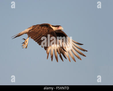 Caracara à crête (Caracara cheriway) en vol contre le ciel bleu, Texas Banque D'Images