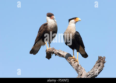 Caracaras à crête adulte et juvénile perchés sur un museau au ciel bleu clair au Texas. Caracara chériway Banque D'Images