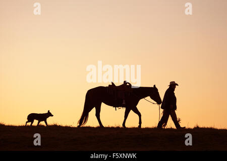 Cowboy dirigeant son quart de cheval suivi de son chien à l'aube sur un ranch en activité Banque D'Images