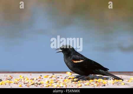 Le Blackbird ailé rouge (Agelaius phoeniceus) mangeant des graines au mangeoire à oiseaux Banque D'Images