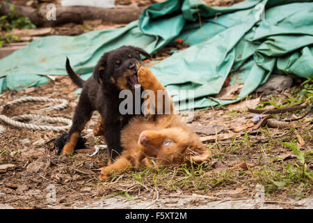 Cute chiots errants jouer Banque D'Images