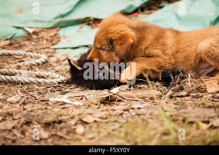 Cute chiots errants jouer Banque D'Images