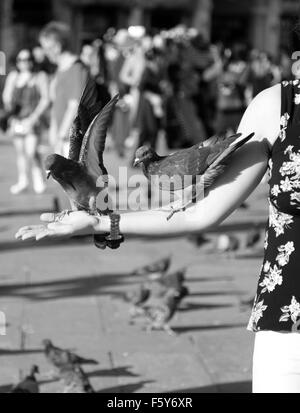 Pigeons sur une jeune femme le bras en place Saint Marc à Venise, Italie Banque D'Images