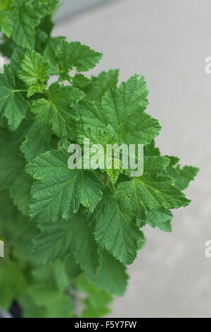 Ribes rubrum ou également connu sous le nom de groseille Banque D'Images