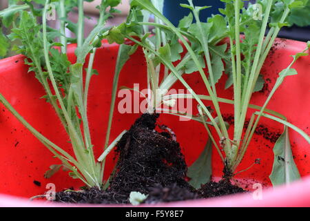 Les plantules de pavot rouge de Flandre Banque D'Images