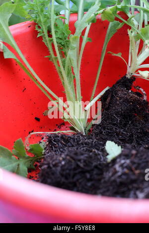 Les plantules de pavot rouge de Flandre Banque D'Images