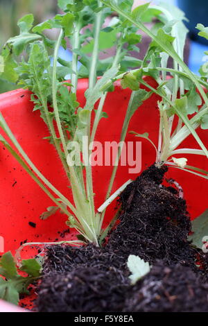 Les plantules de pavot rouge de Flandre Banque D'Images