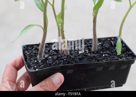 Les semis de tomates dans un bac de semences Banque D'Images