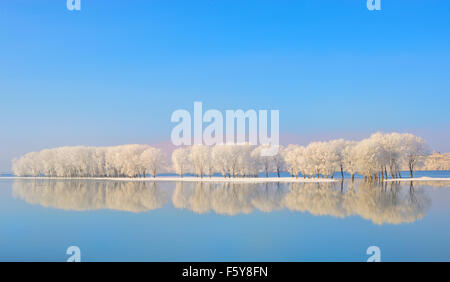 Reflet des arbres couverts de givre d'hiver Banque D'Images