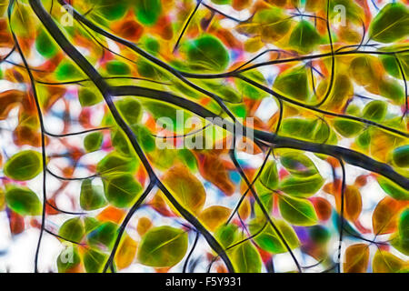 Feuilles d'automne sur hêtre Fagus sylvatica avec filtre Fractalius appliqué - couleurs d'automne en novembre couleurs automnales, fractales dans la nature - fractales Banque D'Images