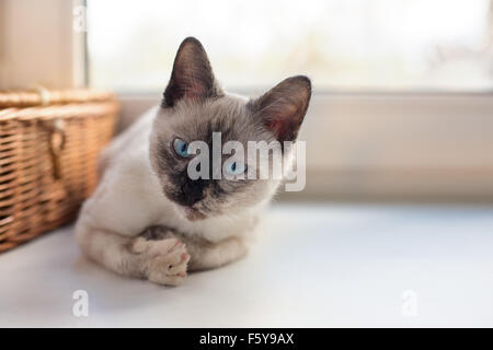 Thai cute kitten lying on windowsill et regardant la caméra Banque D'Images