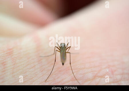 Mosquito essaie de sucer le sang de la main de peau macro photo Banque D'Images