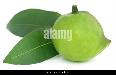 Garcinia tinctoria ou Daophal comestibles du Bangladesh Banque D'Images