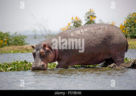 Un adulte hors de l'eau d'hippopotames Hippopotamus amphibius Lake Naivasha au Kenya Banque D'Images