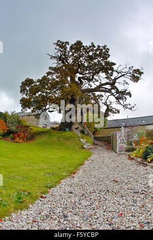 Darley ; chêne Quercus robur Vieil arbre ; Bodmin Moor, Cornwall Banque D'Images