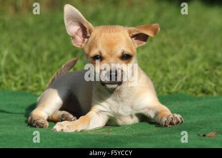 Les basses Chihuahua Puppy Banque D'Images