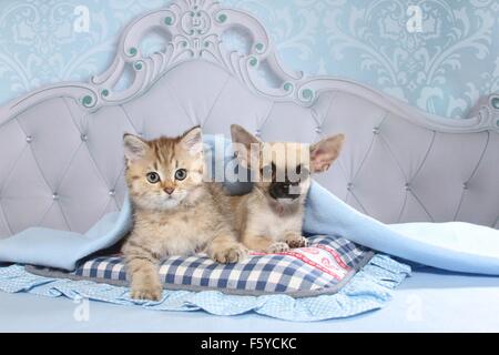 Chihuahua chiot et Chaton British Shorthair Banque D'Images