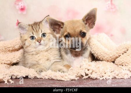 Chihuahua chiot et Chaton British Shorthair Banque D'Images