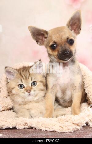 Chihuahua chiot et Chaton British Shorthair Banque D'Images