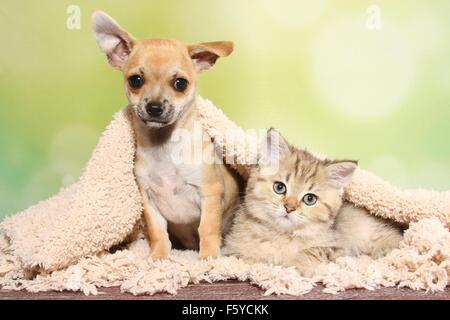 Chihuahua chiot et Chaton British Shorthair Banque D'Images