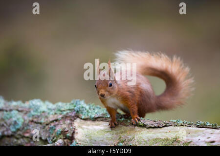 L'Écureuil roux, Sciurus vulgaris seul journal d'Écosse ; UK Banque D'Images