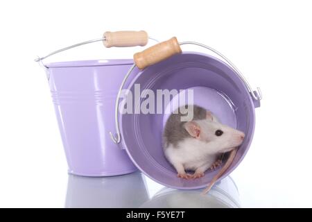 Rat de fantaisie se trouve dans le godet Banque D'Images