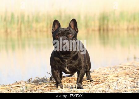 Bouledogue Français Banque D'Images