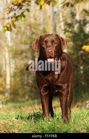 Labrador Retriever Banque D'Images