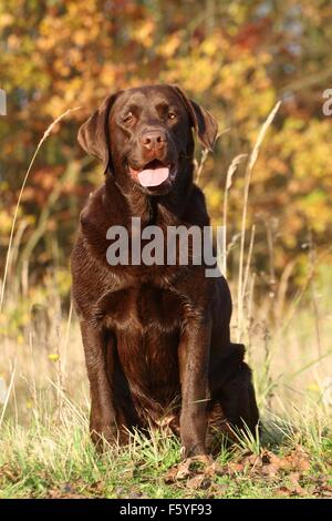 Labrador Retriever assis Banque D'Images