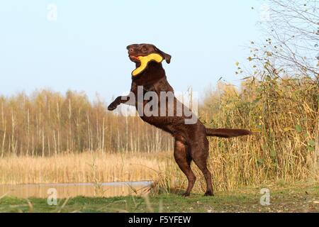 Jouer Labrador Retriever Banque D'Images