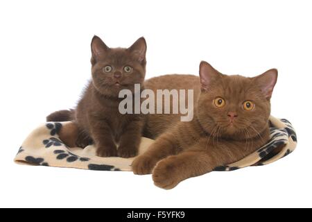 2 British Shorthair Banque D'Images