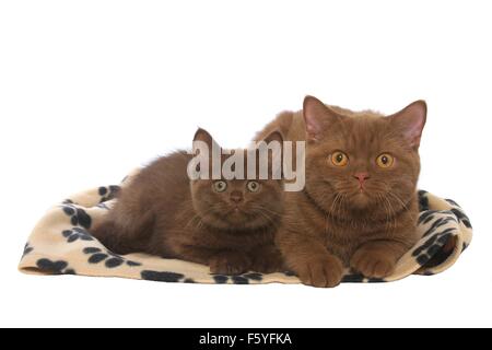 2 British Shorthair Banque D'Images