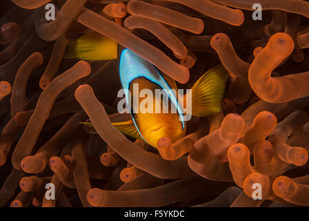 Mer Rouge poissons clowns Amphiprion bicinctus, Amphiprionidae, Charm el Cheikh-, Red Sea, Egypt Banque D'Images