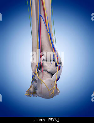 Illustration de l'exacte sur le plan médical l'anatomie du pied Banque D'Images