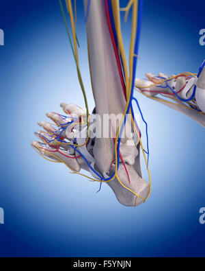 Illustration de l'exacte sur le plan médical l'anatomie du pied Banque D'Images