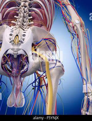 Illustration de l'exacte sur le plan médical l'anatomie de la hanche Banque D'Images