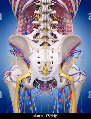 Illustration de l'exacte sur le plan médical l'anatomie de la hanche Banque D'Images