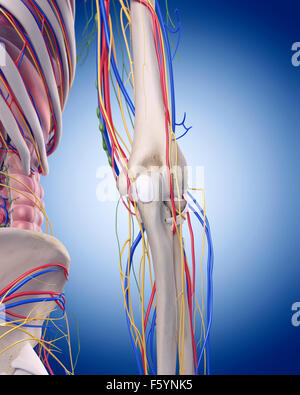 Illustration de l'exactitude médicale anatomie du coude Banque D'Images