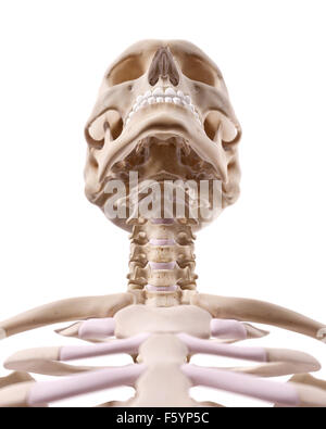 Illustration de l'exacte médicalement crâne humain Banque D'Images