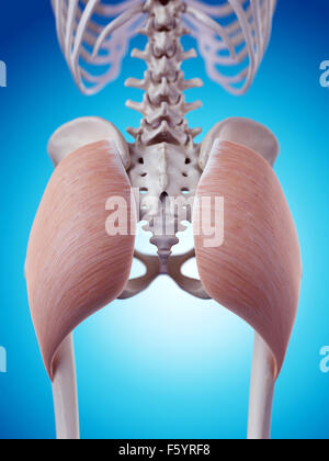 Illustration de l'exacte médicalement gluteus maximus Banque D'Images