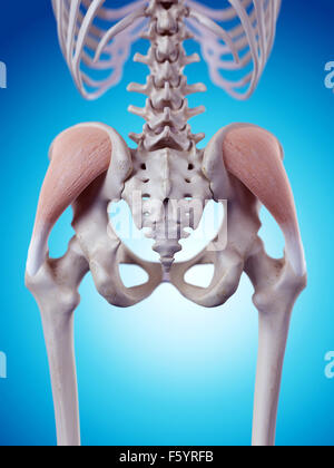 Illustration de l'exacte médicalement gluteus medius Banque D'Images