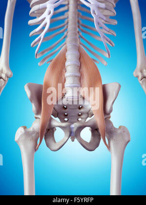 Illustration de l'exacte médicalement psoas major Banque D'Images