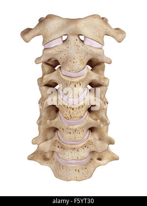 Illustration de l'exacte médicalement rachis cervical Banque D'Images