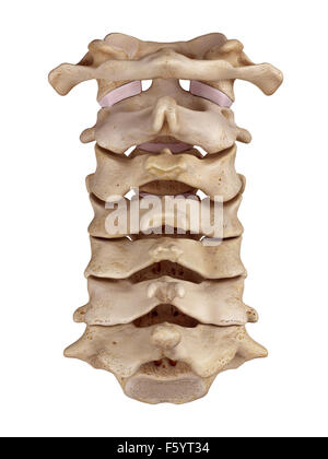 Illustration de l'exacte médicalement rachis cervical Banque D'Images